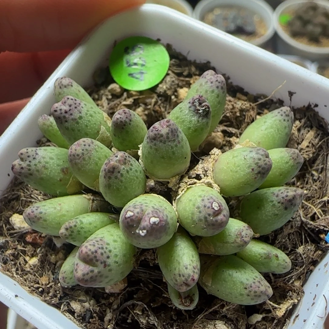 草莓斑马25头多肉植物456