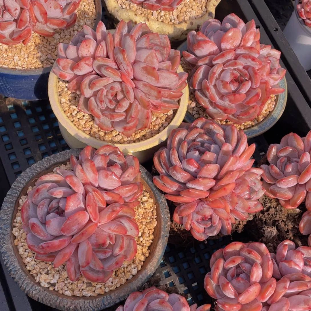 量拍30号宽叶韩版橙梦露母本大群生老桩一个