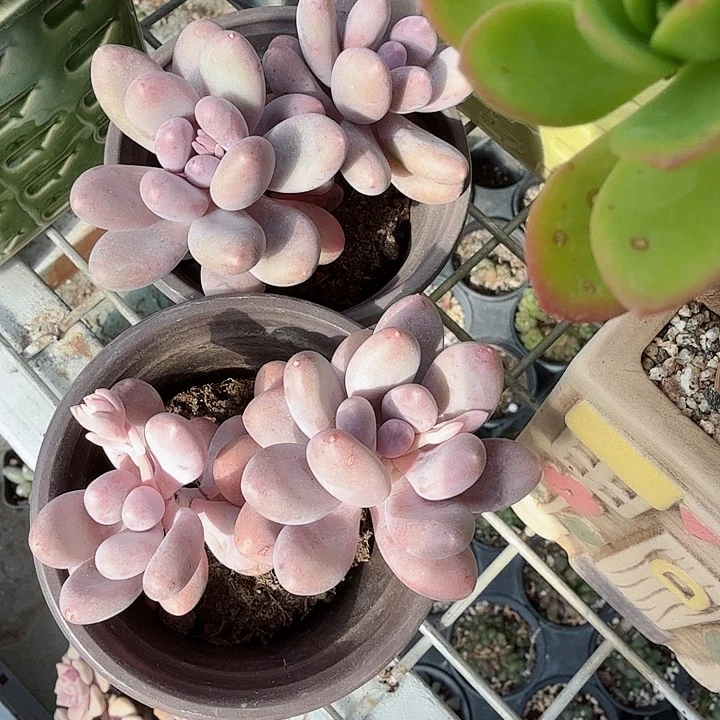 两颗汤圆多肉植物