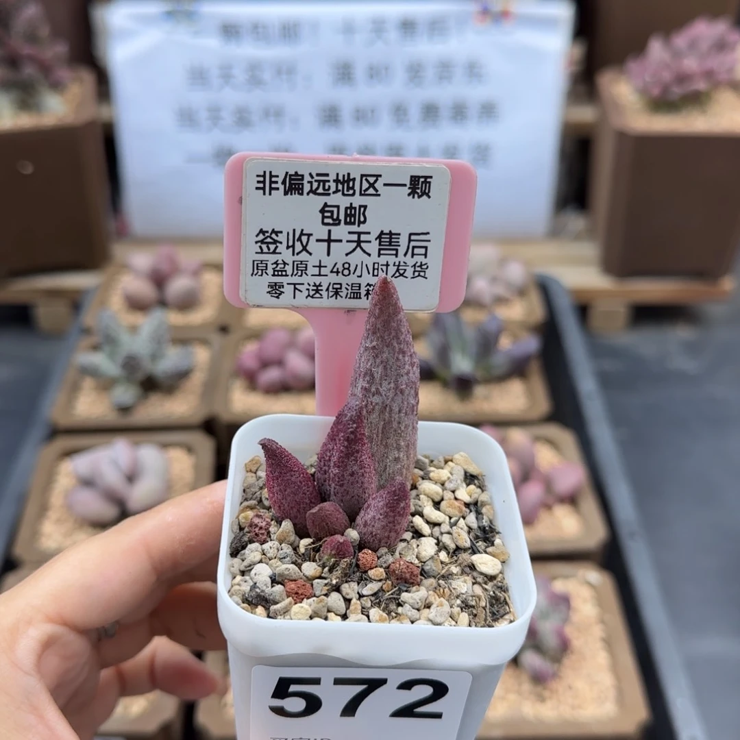 572猪尾巴多肉植物