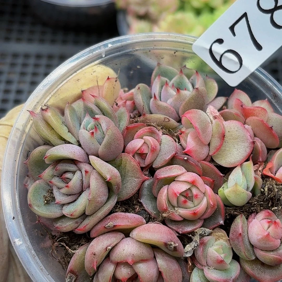 多肉植物多肉植物678