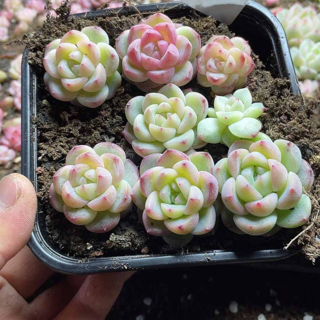 多****富2s+珍妮一物一拍108