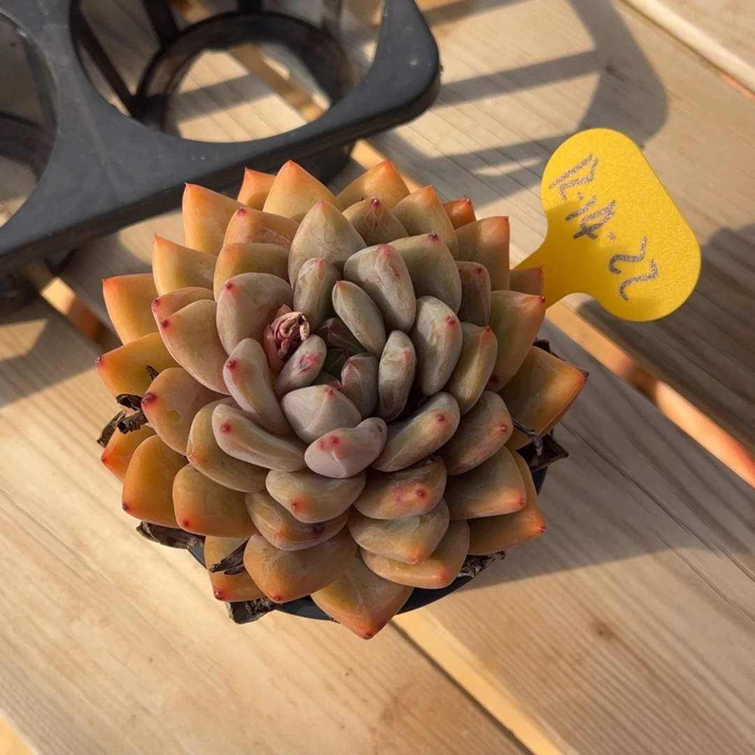 13-14-22琥珀多肉植物