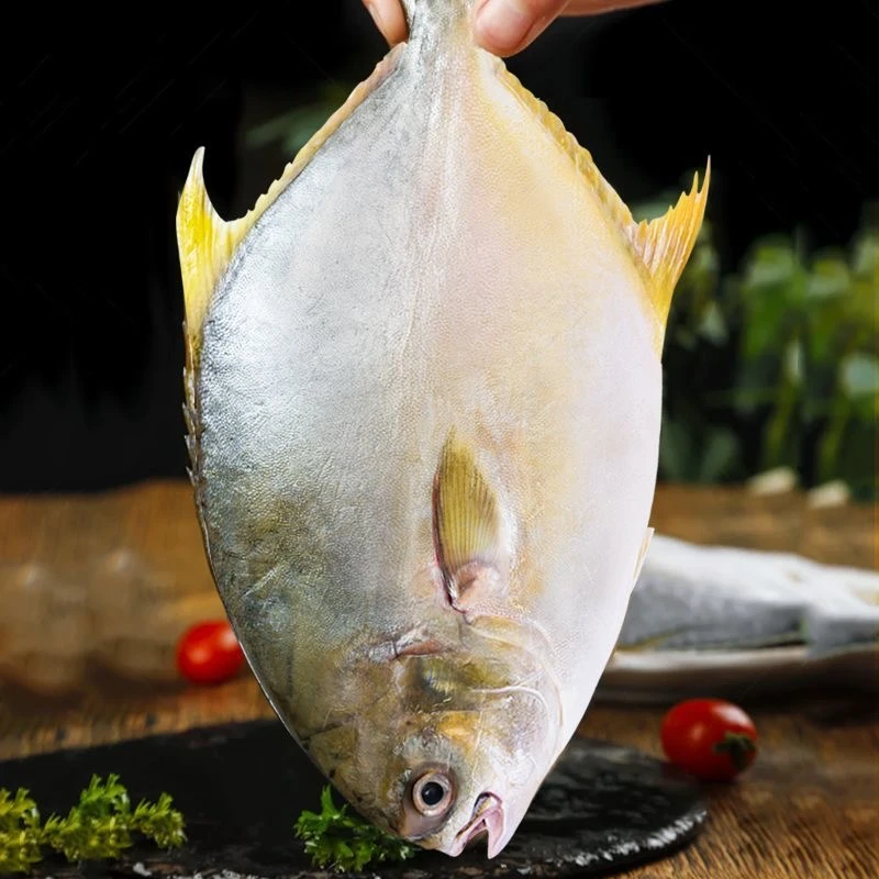 广东茂名博贺港金鲳鱼 活鱼液氮冷冻非活发(买6条送2条)
