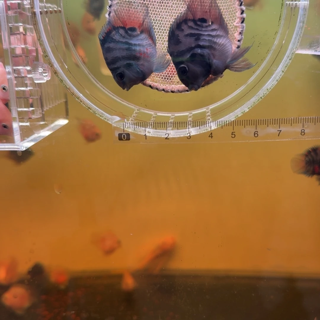 海水鱼胭脂粉一对