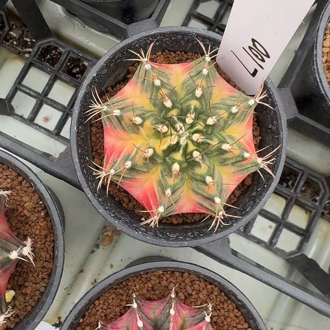 L100-1130广东发货 太阳后裔