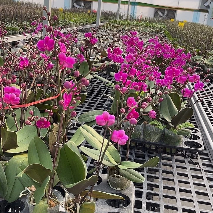 大部分花苞少量开放满天红