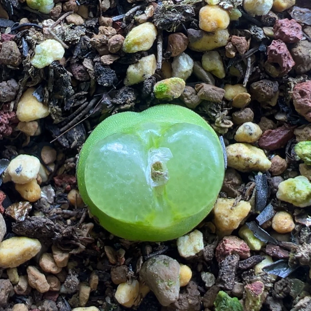 雪茄雪茄 肉锥植物