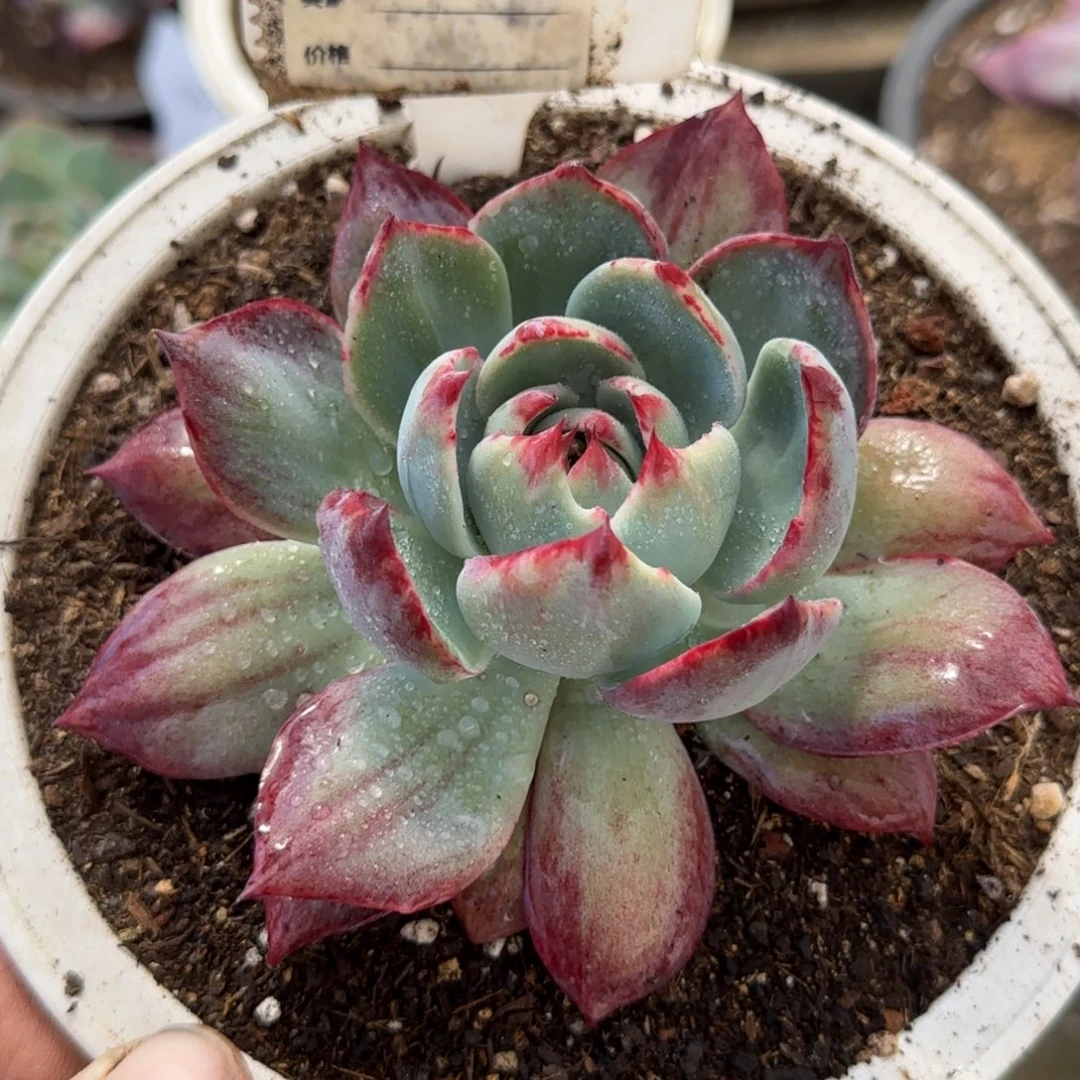 惊鸿一物一拍包装收缩花旱900