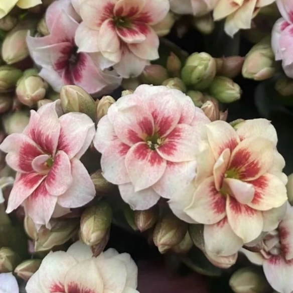 菊次郎110盆粉色渐变猫眼