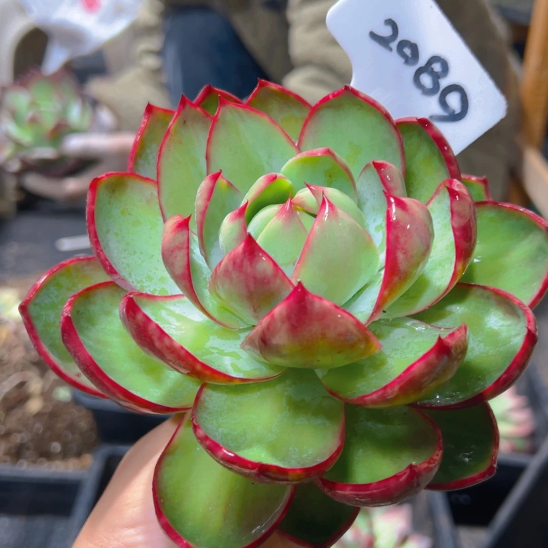 惊鸿仙子一物一拍2089号