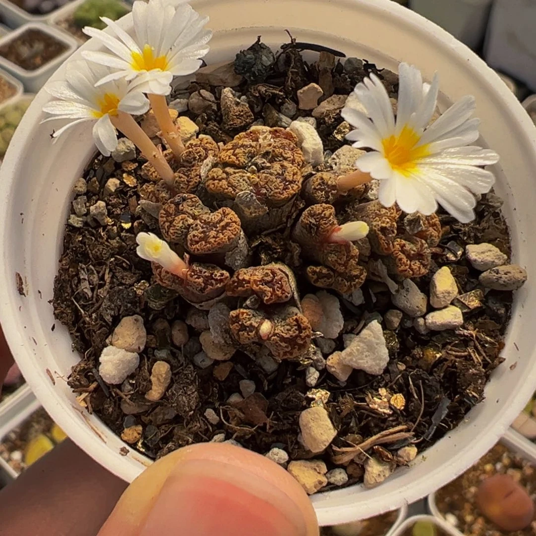 563多肉植物种类多样