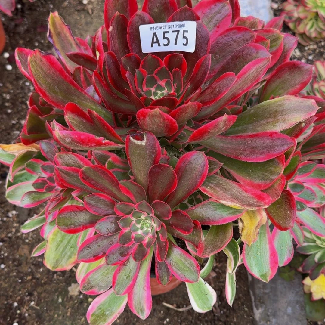 575妖月多肉植物