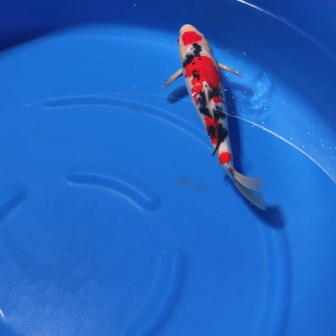 锦鲤大正专拍链接