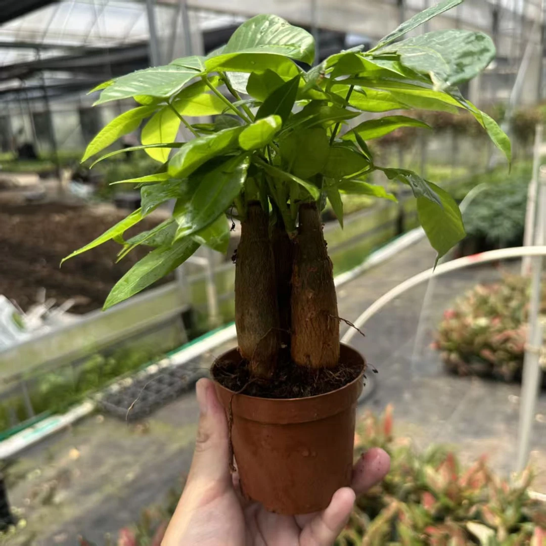 [买一送三]发财树盆栽室内外绿植花卉四季常青易活水培好养