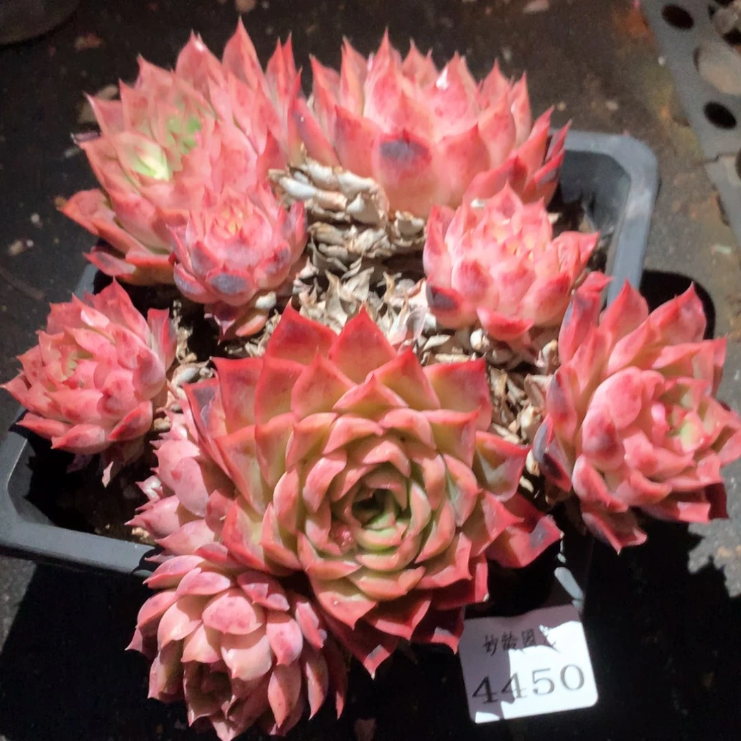 4450瑕疵不售后特价处理