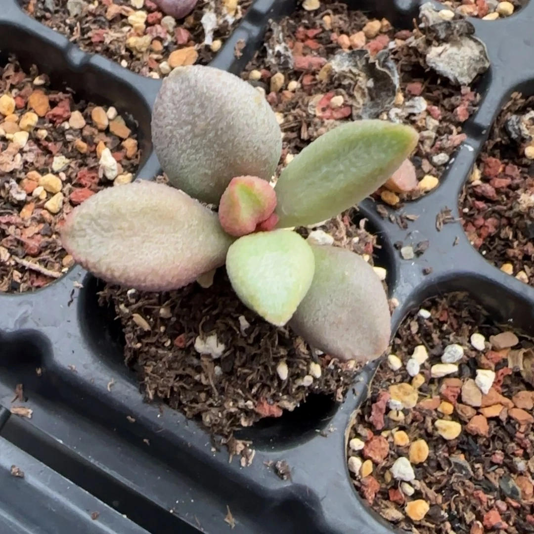 霓裳水泡多肉植物水泡