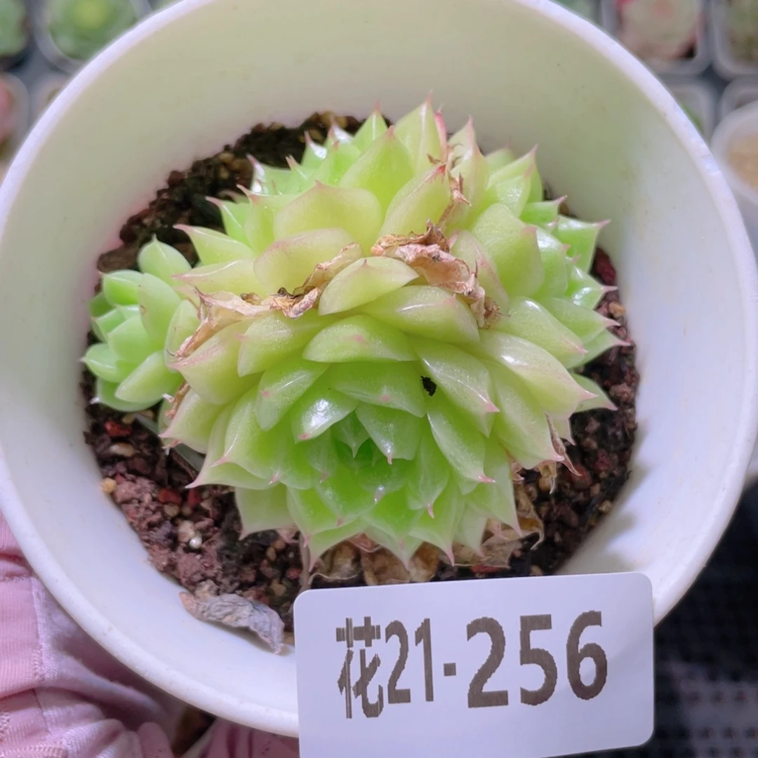 花利美21-256麦秆
