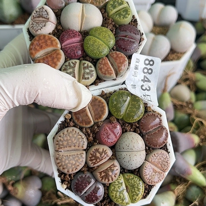 8843 好养易活生石花大母本两盆