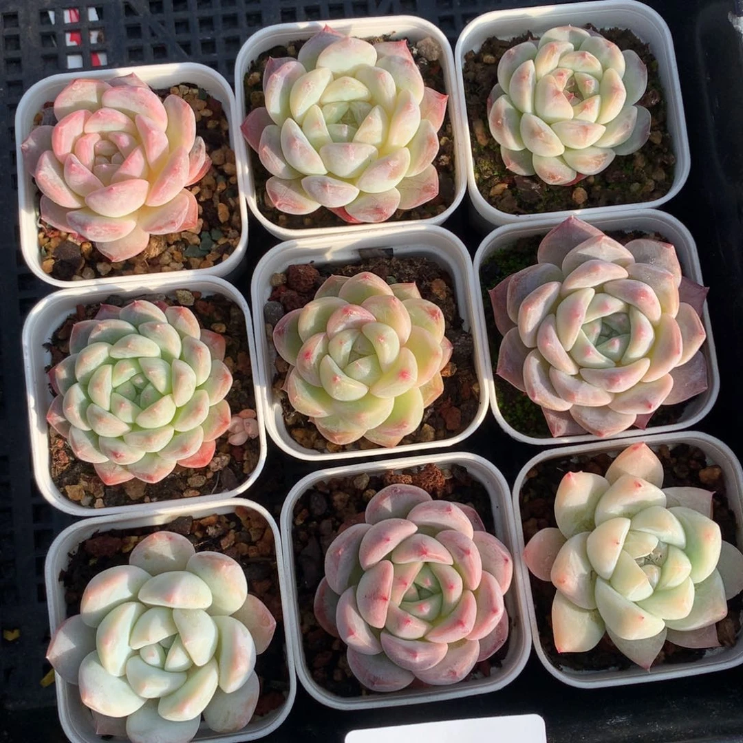 1220-02 糖心新品套餐