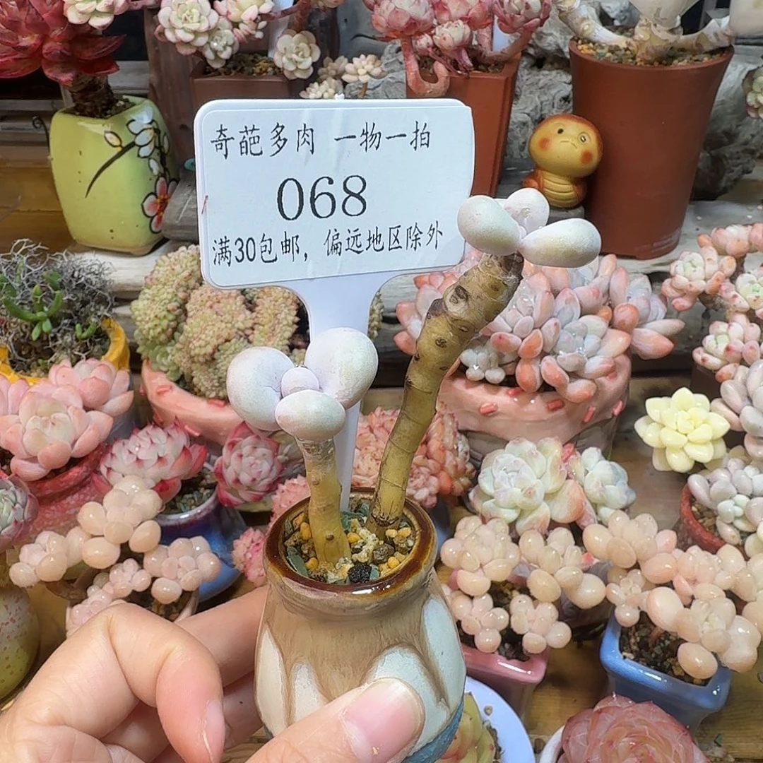 068 多肉含盆土30元包邮非偏远