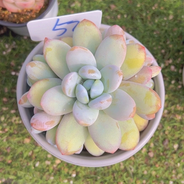 健健康康平平安安