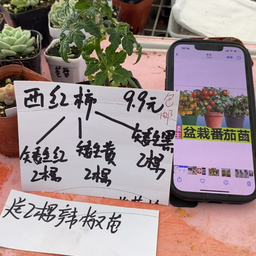 6颗苗，红黄黑一份(6颗