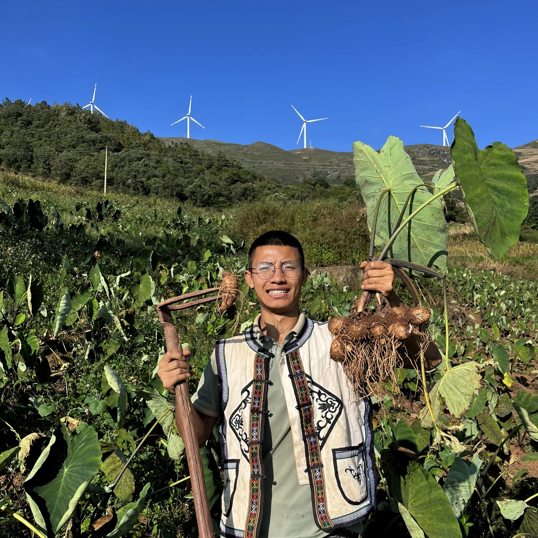 【高山毛芋头】云南高山新鲜小芋头牛奶芋头水果芋头毛芋头现挖现发