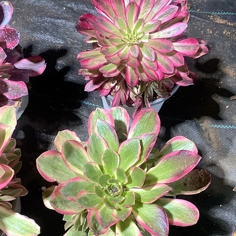 月亮仙子粉女郎多肉2颗