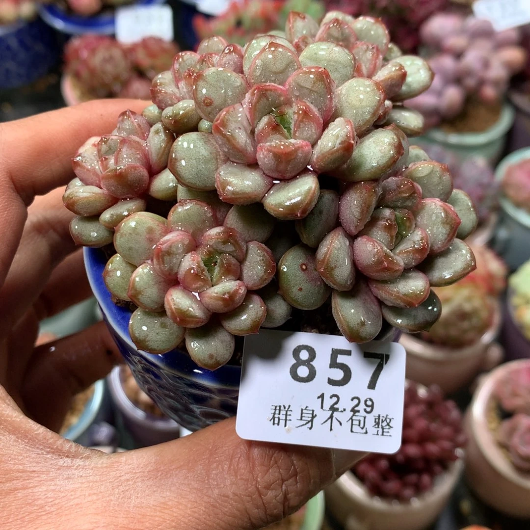 精控拇指盆12.29857