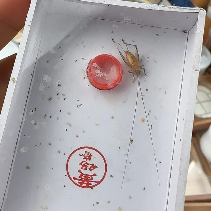 蟋蟀黄锡奇两条长顶须