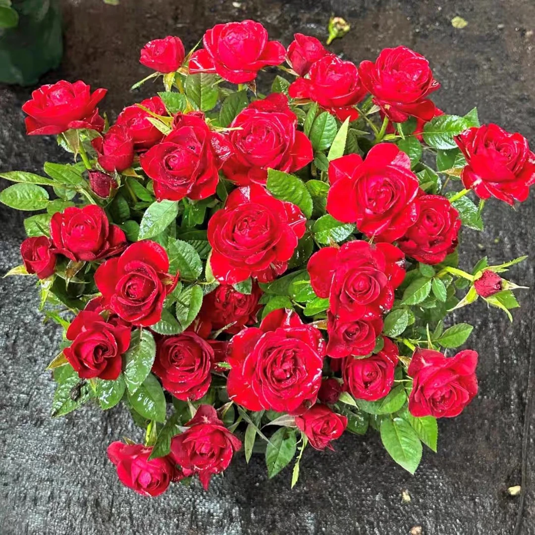 中国红月季 四季开花 抗病能力强