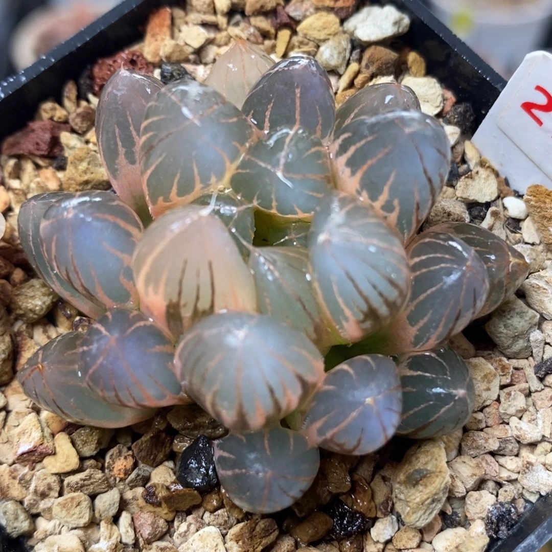 272糊斑霓虹灯玉露锦
