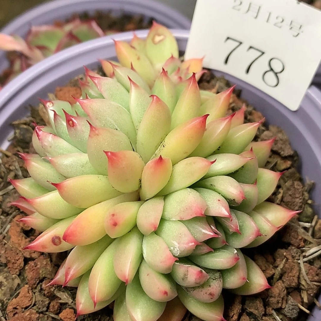 【闪购商品】云778