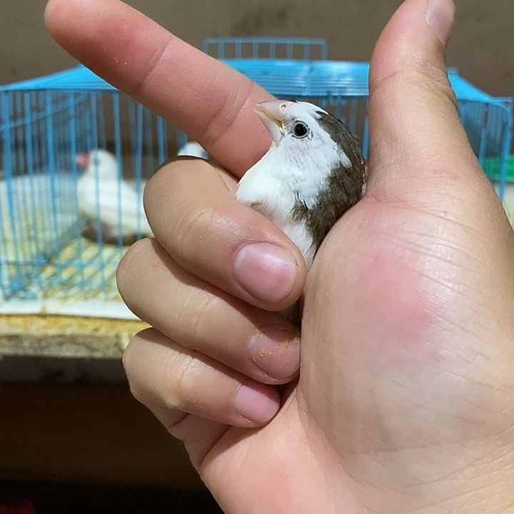 文鸟福**贝保姆鸟一只，包活到家