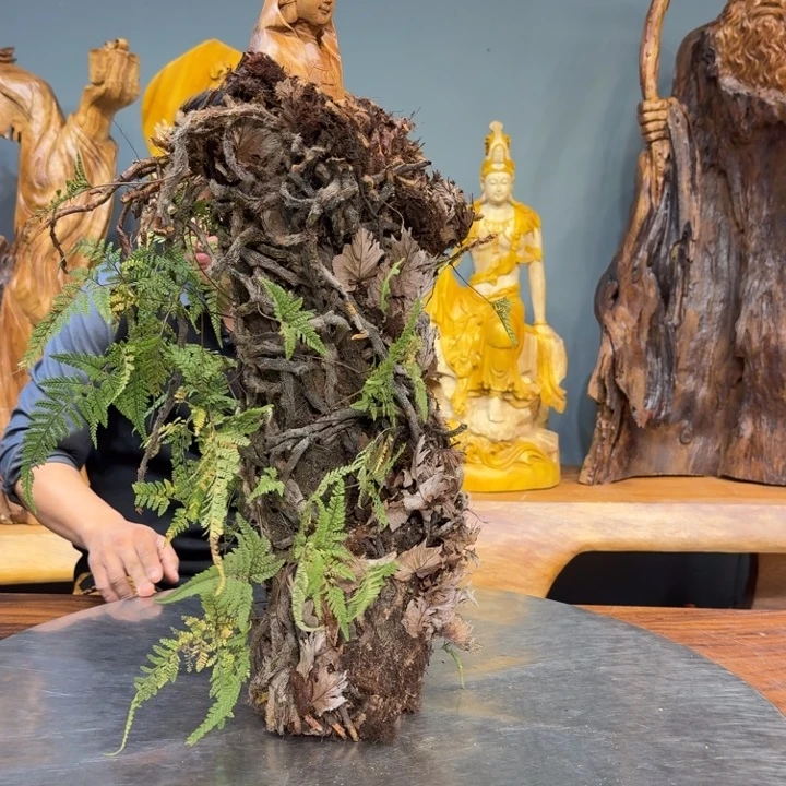 后***人香樟木长888888888