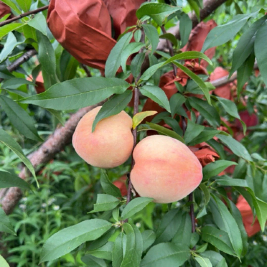 粤北菜头的小百货 九峰山原生态自然生长奶香脆桃无催熟京东快递