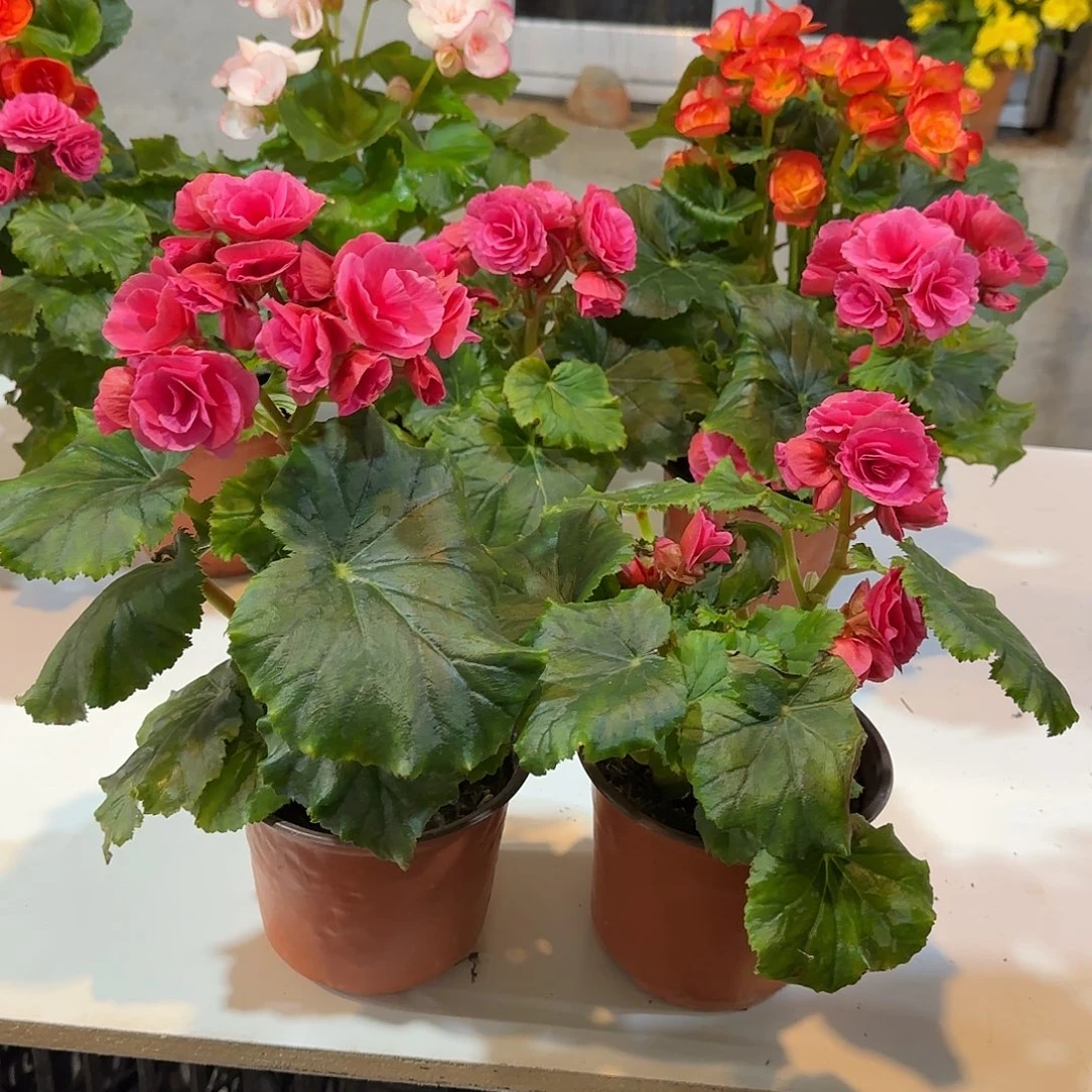 福利风暴两颗，掉花折叶正常介意勿拍