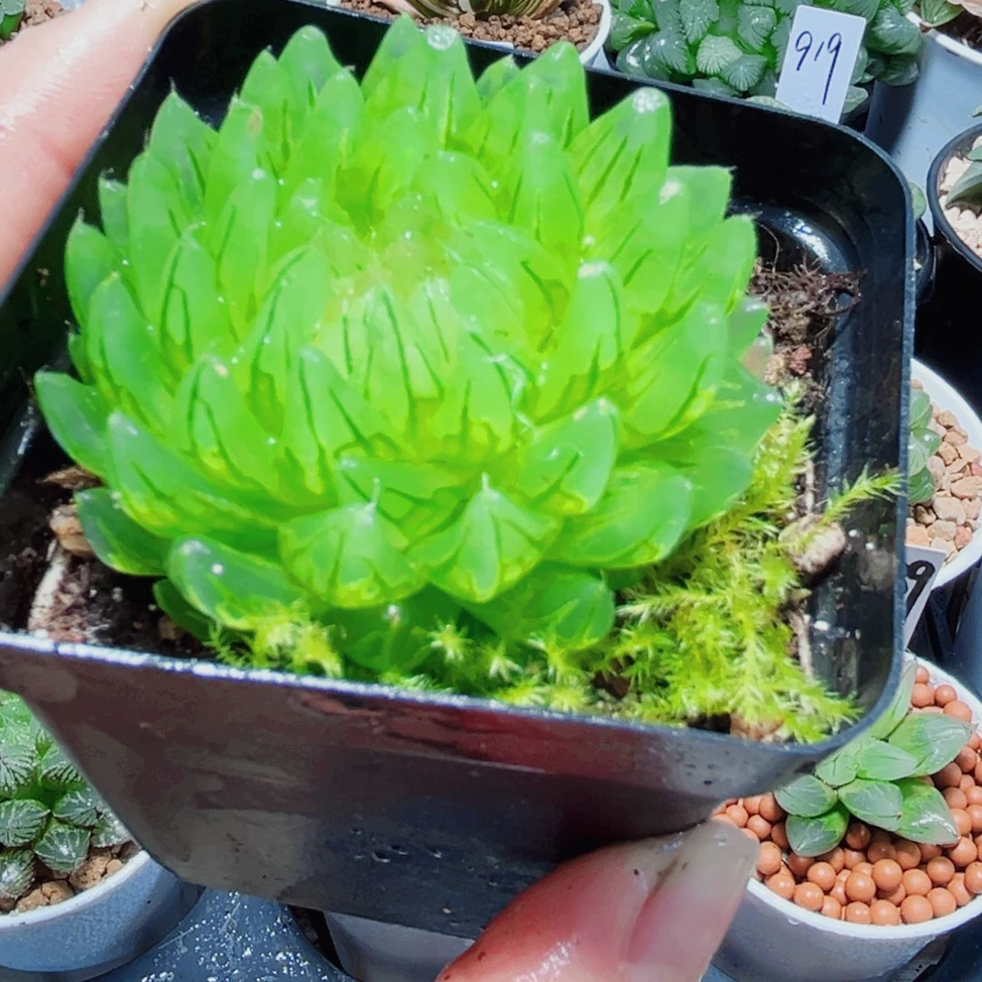 蝉翼玉露多肉植物