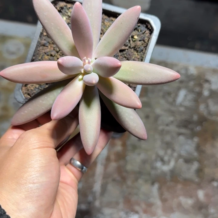 单头烟花新号破价处理
