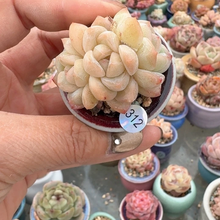 213 多肉含盆土 30元包邮 除偏远地区