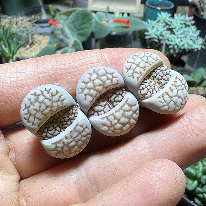 246红网纹寿丽脱土发货一个随机