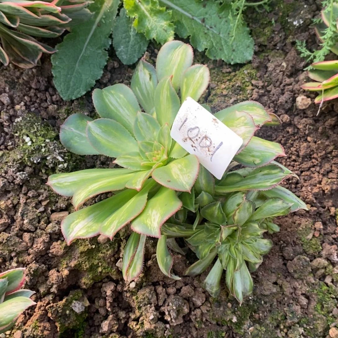 1001幻影缀多肉植物