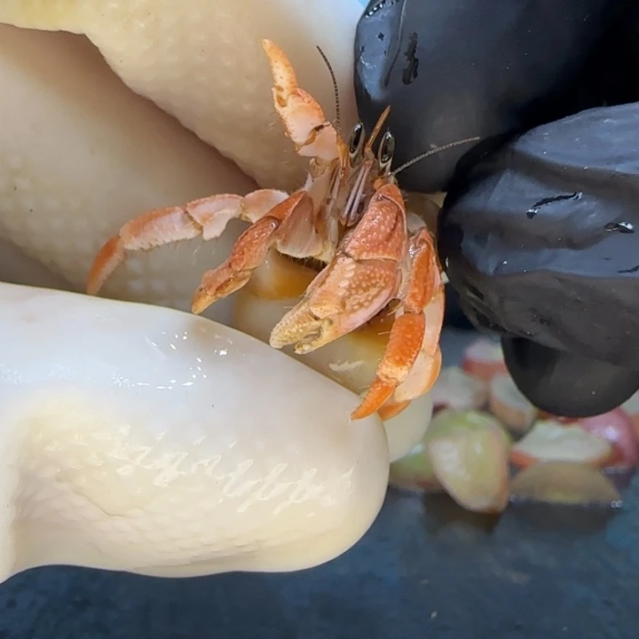 A80橘色 灰白1.0cm口径