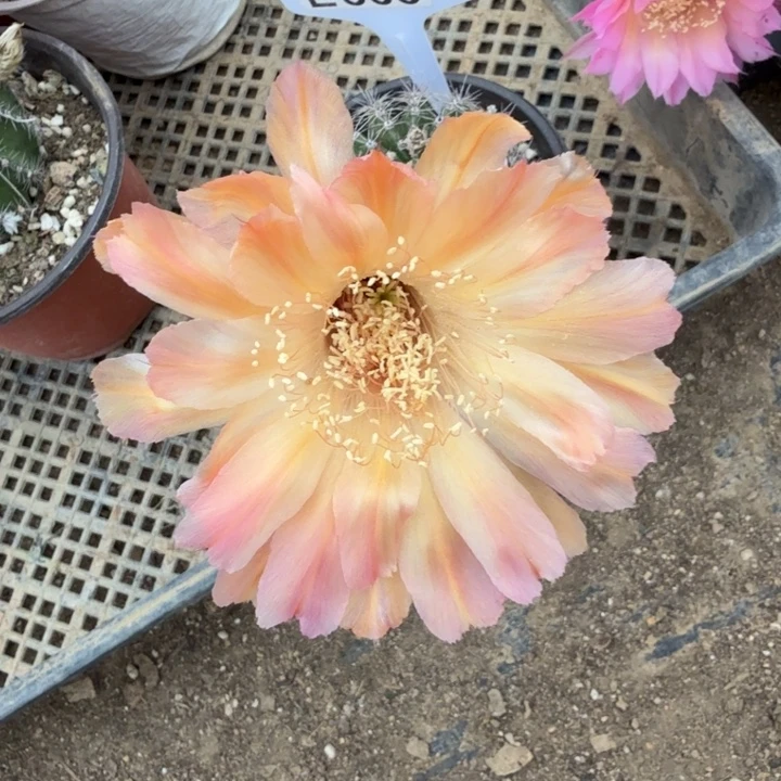 晚霞特价福利E563