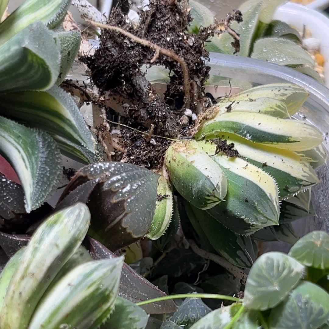 ಇ****十二卷多肉植物1644裸根