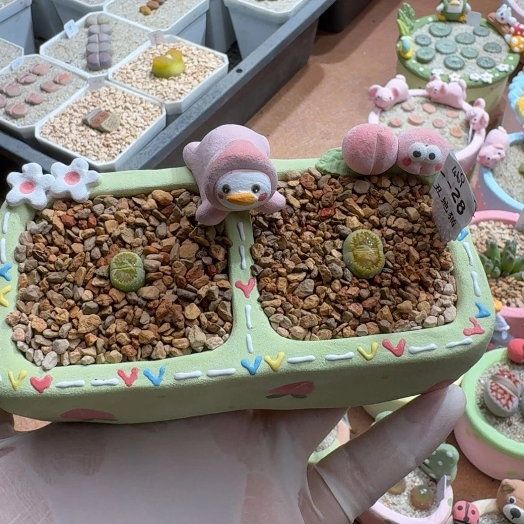 1***11214-040绿菊菊菊菊
