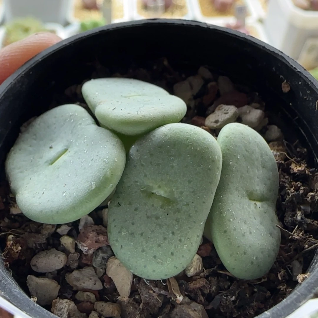 【闪购商品】0572酒杯福利 当天28包邮非偏远