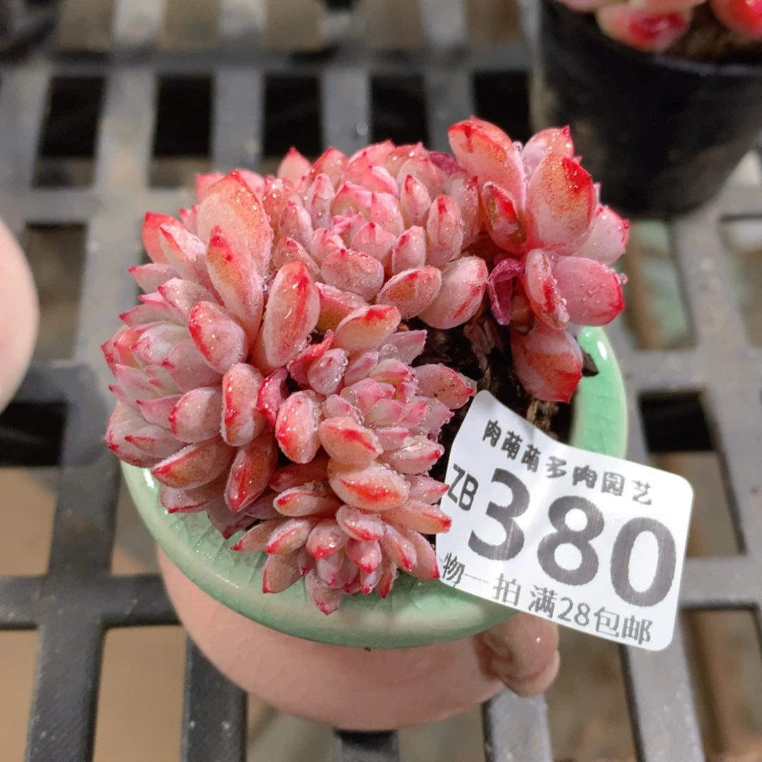 肉萌萌拇指盆精控多肉ZB380