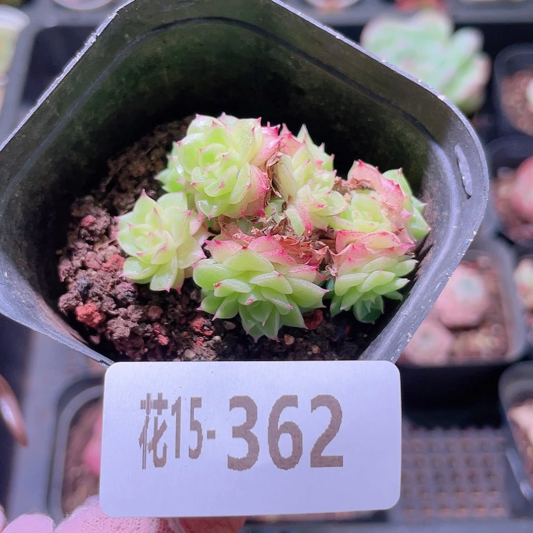 花利美15-362麦秆